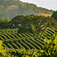 Napa Valley Wine Tours -California