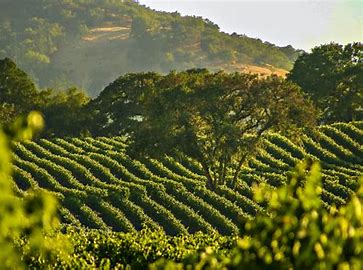 Napa Valley Wine Tours -California